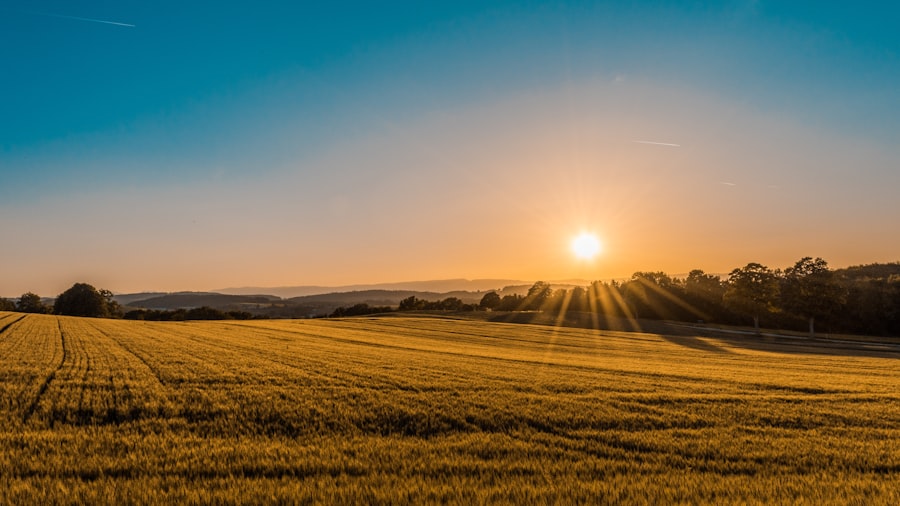 Campo agricolo dorato pronto per la raccolta